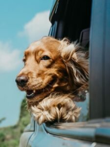 Cómo preparar a tu mascota para un viaje en coche