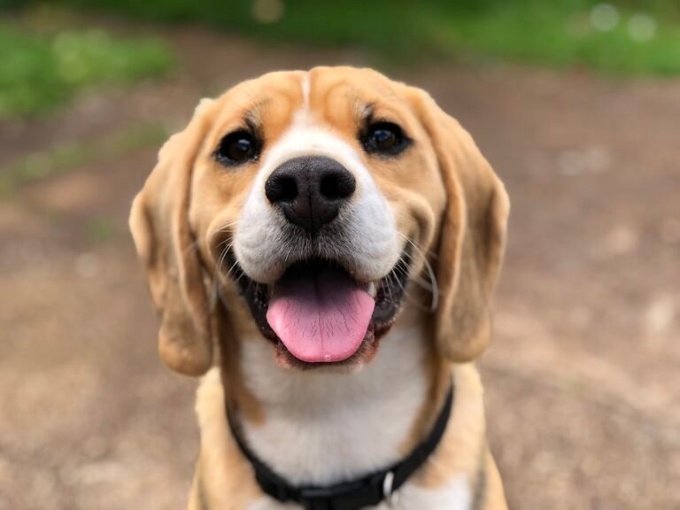 ¿Los perros ven en blanco y negro? Asi es realmente la vision de tu perro