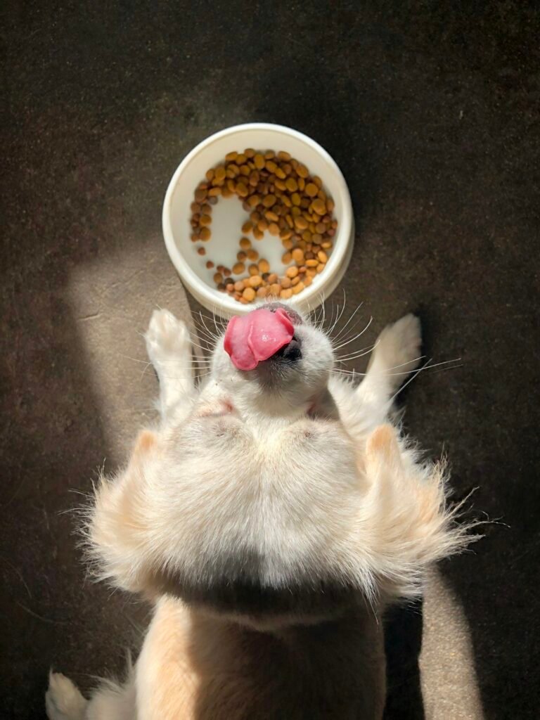 Cachorro mirando hacia arriba junto a un cuenco lleno de pienso