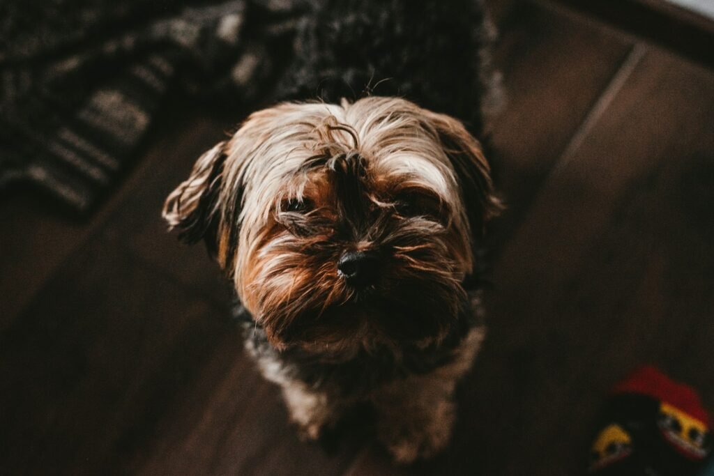 Perro con patas apoyadas, protección antideslizante para el hogar