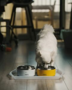 Perro comiendo su comida húmeda de un cuenco