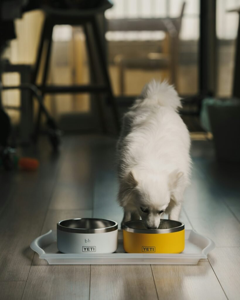 Perro comiendo su comida húmeda de un cuenco