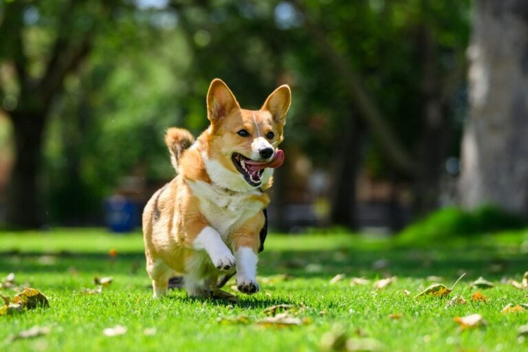 Perro corgi jadeando mientras corre para regular su temperatura corporal