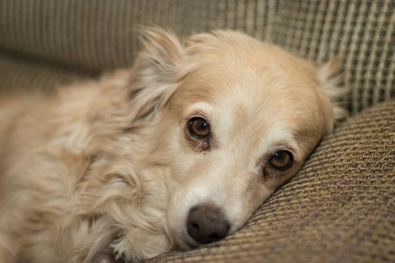 Mejores chalecos antiestrés para perros con ansiedad: guía de compra 2026