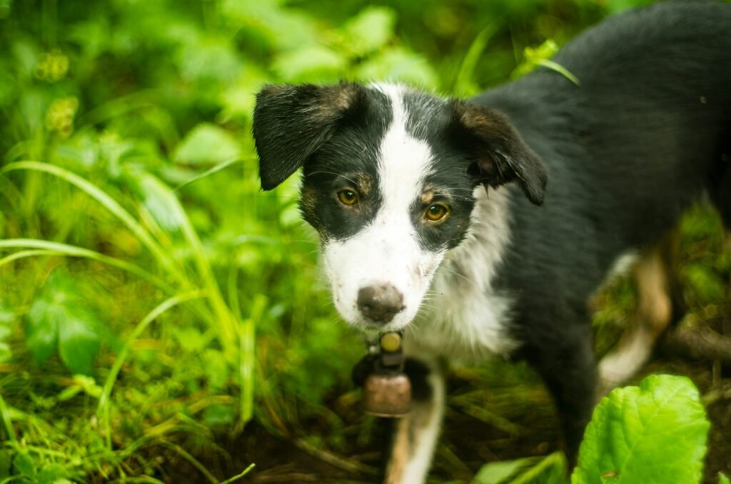¿Por qué los perros entierran huesos y objetos? El instinto ancestral que sigue vivo