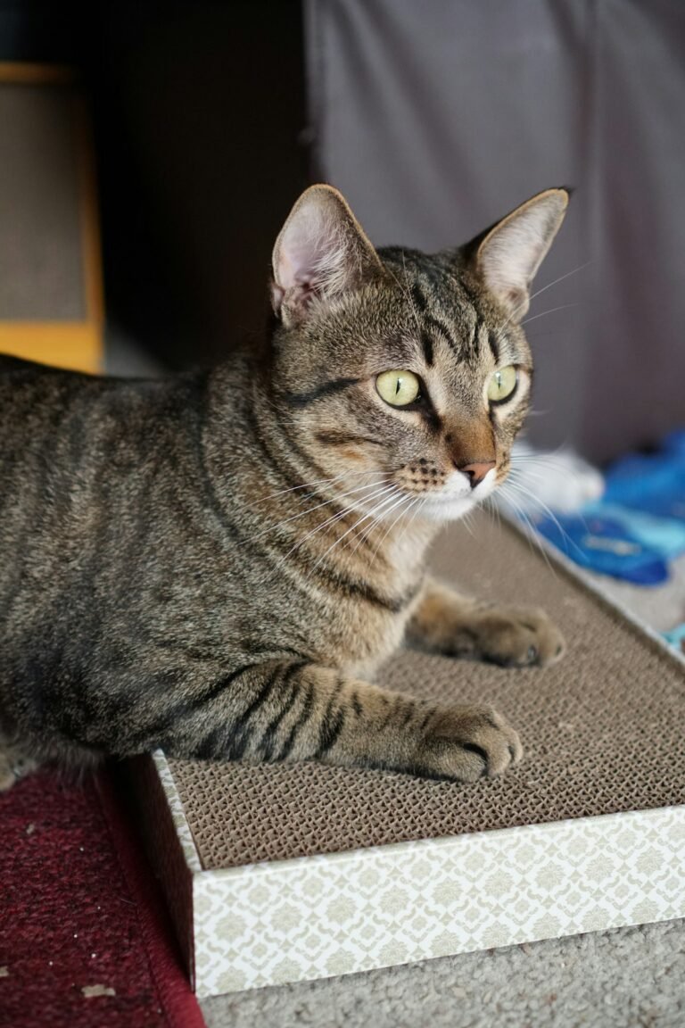 Gato sentado sobre una caja de cartón