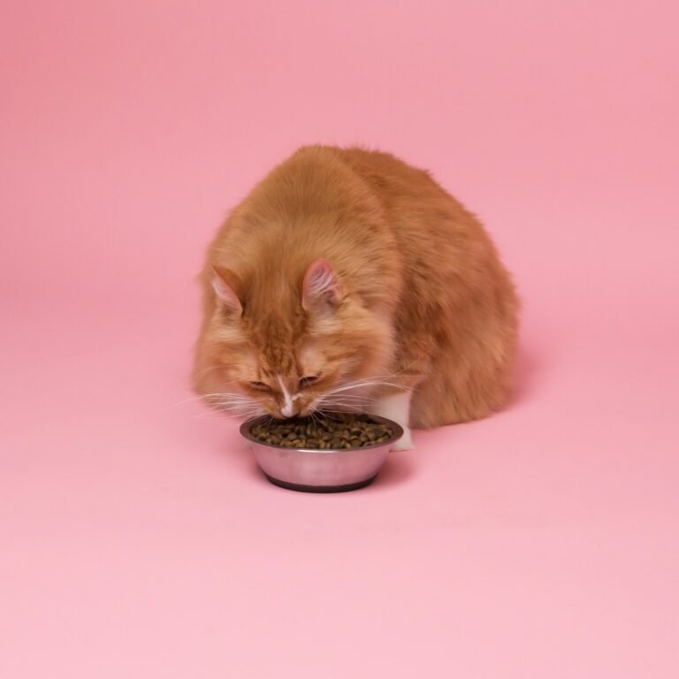 Gatitos comiendo pienso de un cuenco