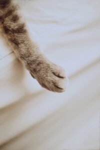 Pata de gato amasando sobre una manta blanca