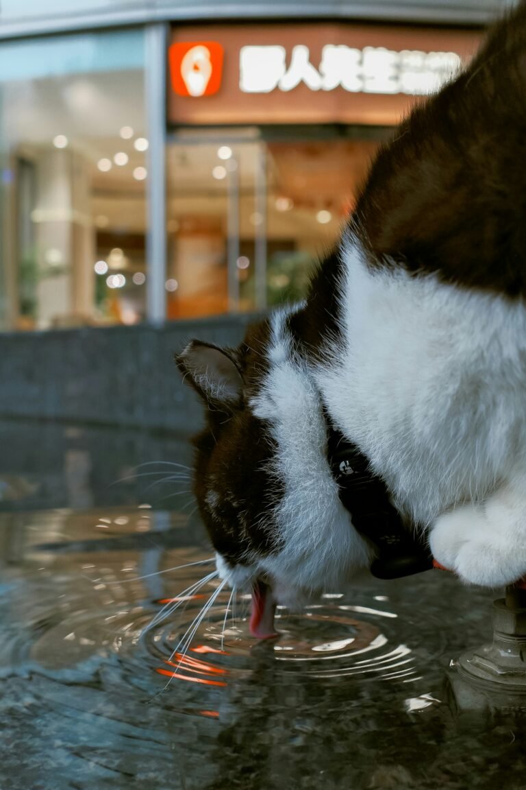 Gato blanco y negro bebiendo agua de una fuente automática