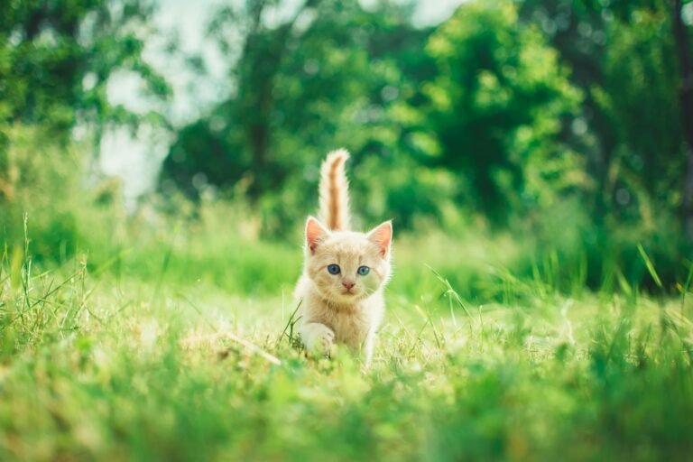 Gatito caminando sigiloso entre la hierba verde