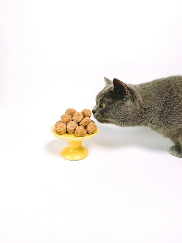 Gato comiendo de un cuenco en la cocina
