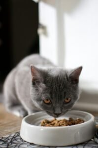 Gato comiendo pienso de un comedero en casa