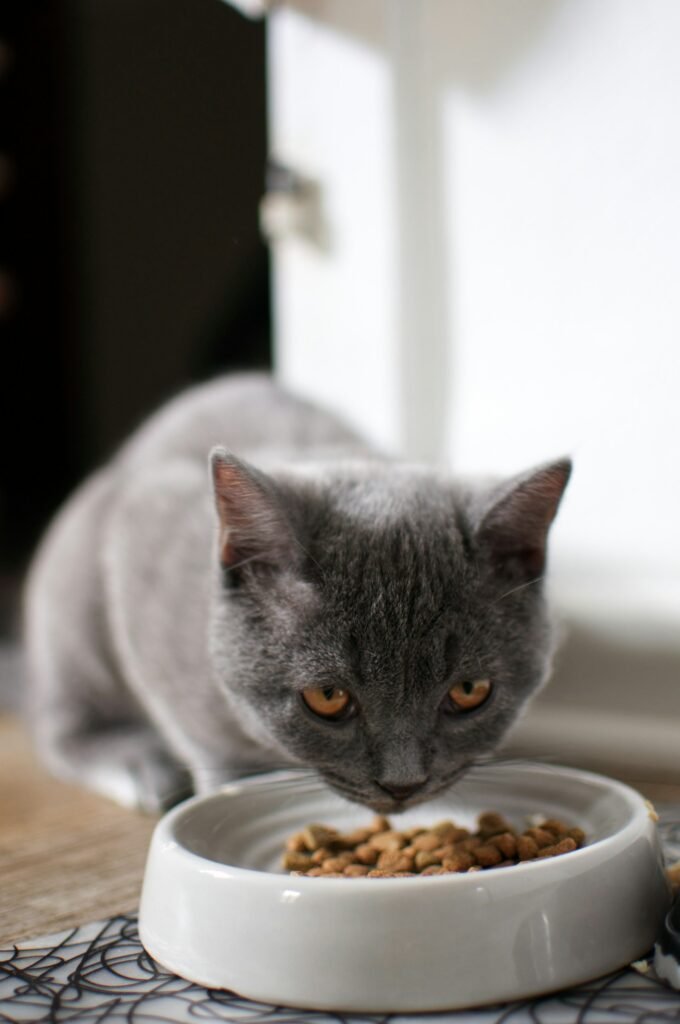 Gato comiendo pienso de un comedero en casa