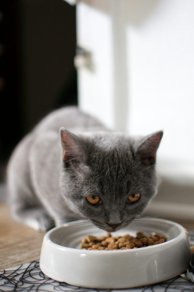 Gato comiendo pienso de un comedero en casa