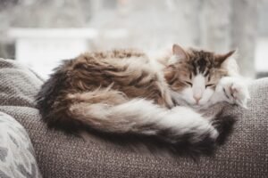 Gato durmiendo sobre el respaldo de un sofá