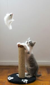 Mejores juguetes dispensadores de comida (puzzle feeders) para gatos: guía de compra 2026