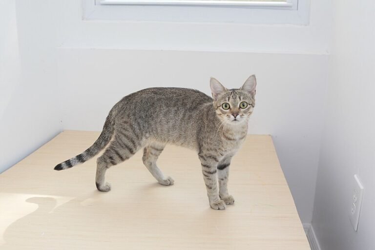 Gato Kanaani de cuerpo entero y perfil con el abdomen visible
