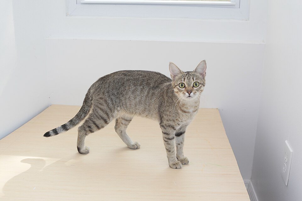 Gato Kanaani de cuerpo entero y perfil con el abdomen visible