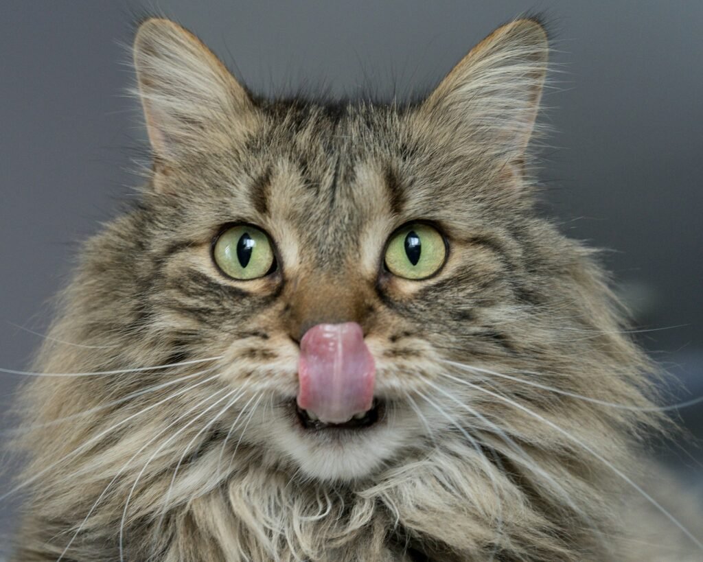 Gato sacando la lengua áspera al lamerse