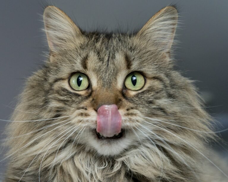 Gato sacando la lengua áspera al lamerse