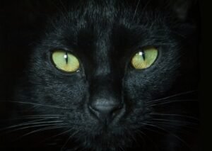 ¿Por qué a los gatos les brillan los ojos en la oscuridad? La ciencia del tapetum lucidum