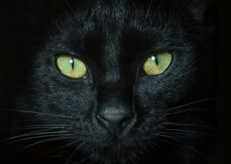 ¿Por qué a los gatos les brillan los ojos en la oscuridad? La ciencia del tapetum lucidum
