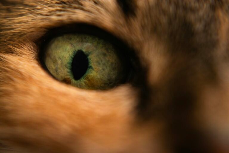 Primer plano del ojo de un gato