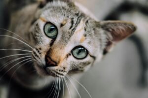 Primer plano de un gato atigrado mirando hacia un lado
