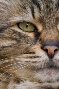 Primer plano de los ojos de un gato con pupilas verticales