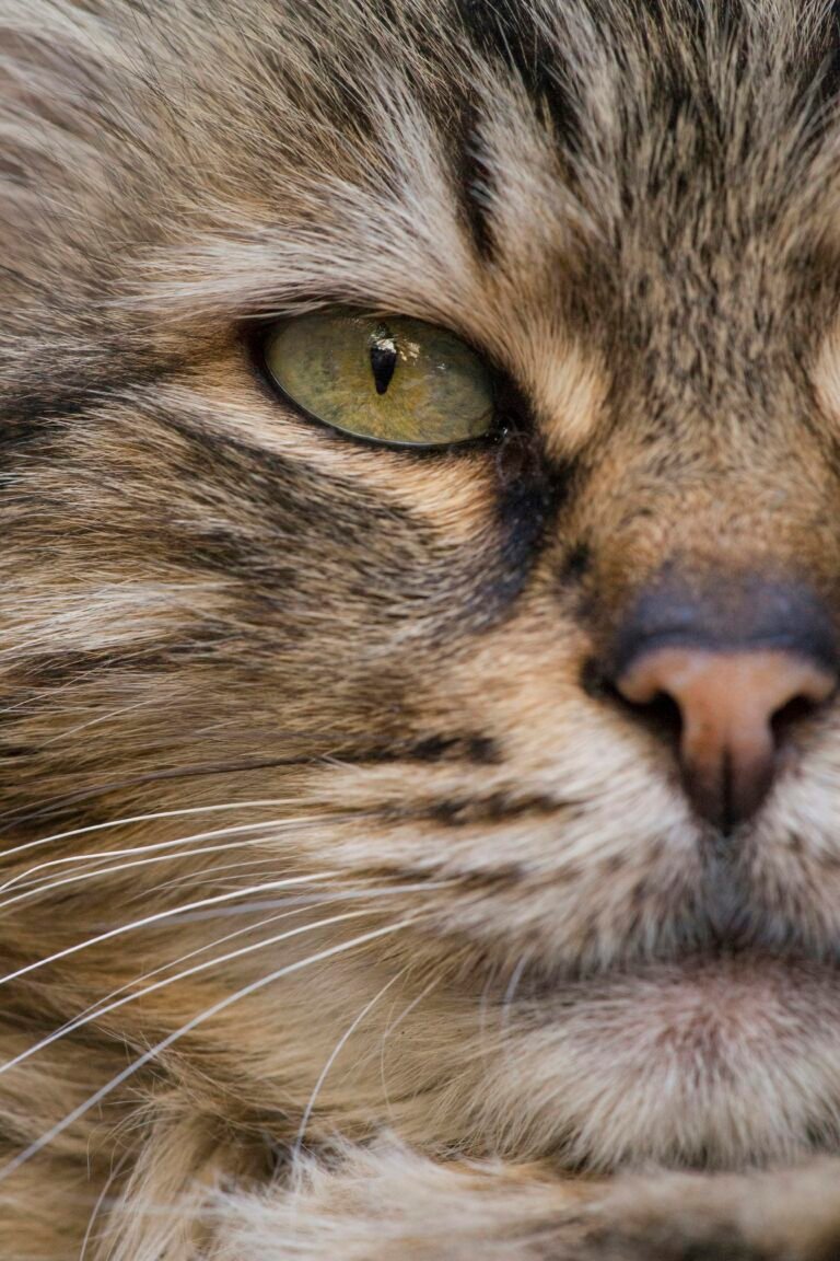 Primer plano de los ojos de un gato con pupilas verticales
