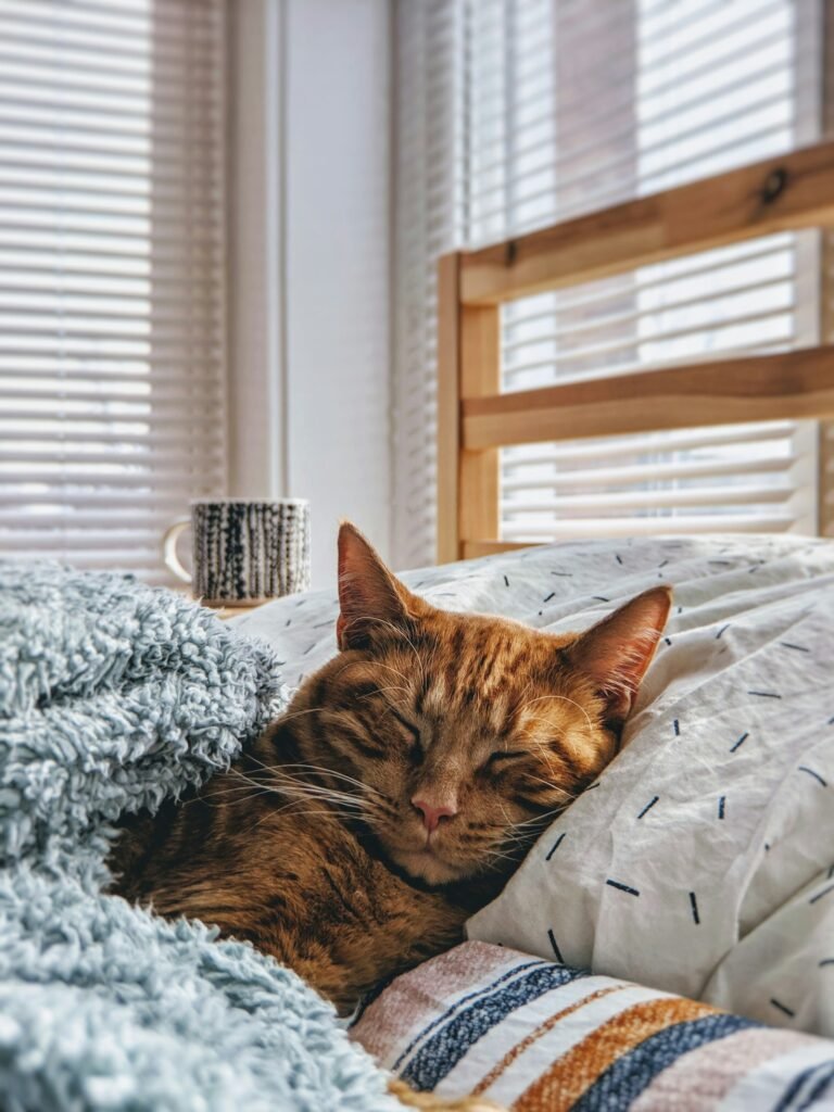 Gato ronroneando relajado y feliz