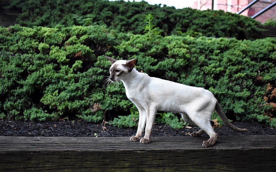 Gato siamés de perfil mostrando la zona abdominal donde se encuentra la bolsa primordial