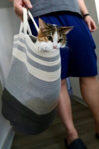 Gato descansando junto a su transportín de viaje
