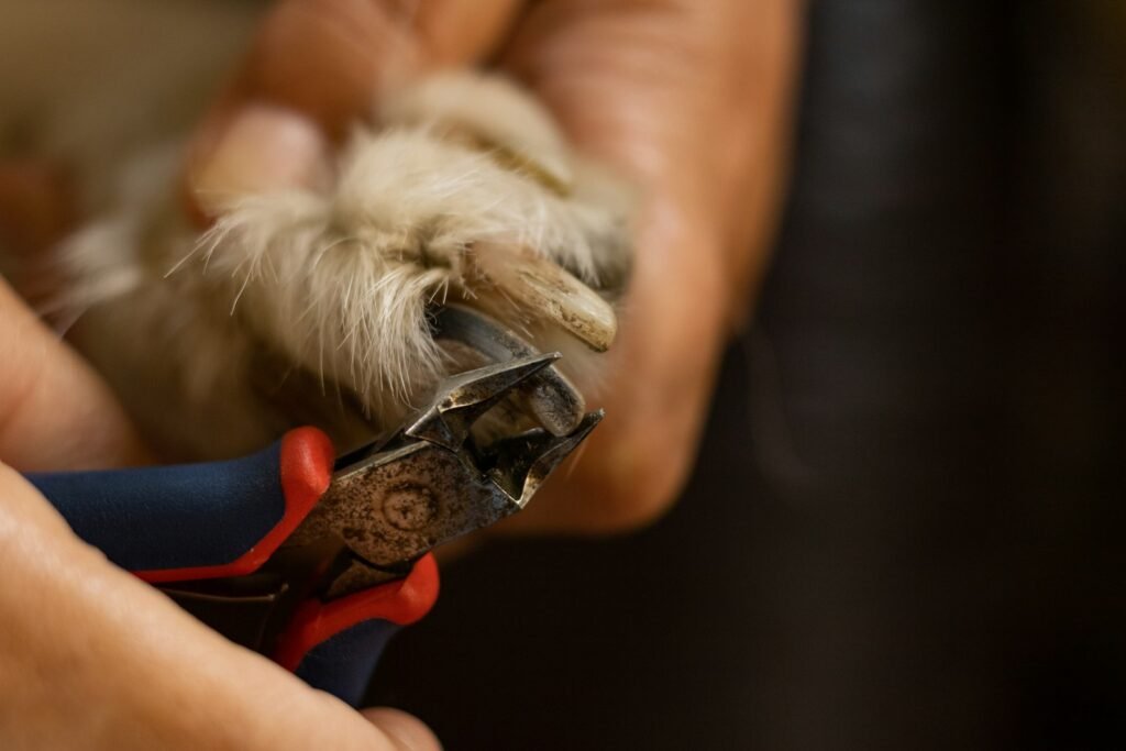 Mejores cortaúñas y limas eléctricas para perros y gatos: guía de compra 2026