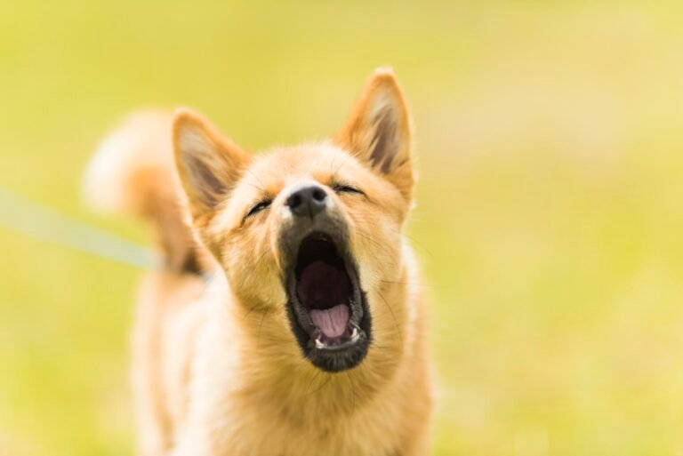 Perro aullando al aire libre