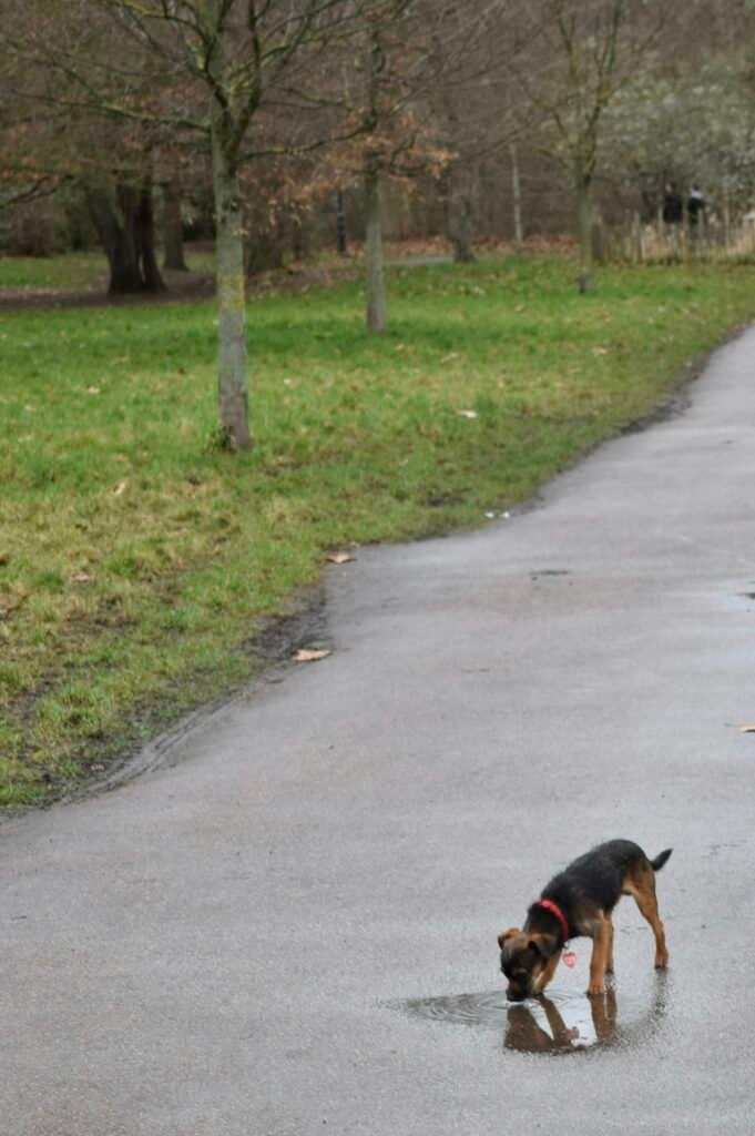 Mejores fuentes de agua para perros: guía de compra 2026