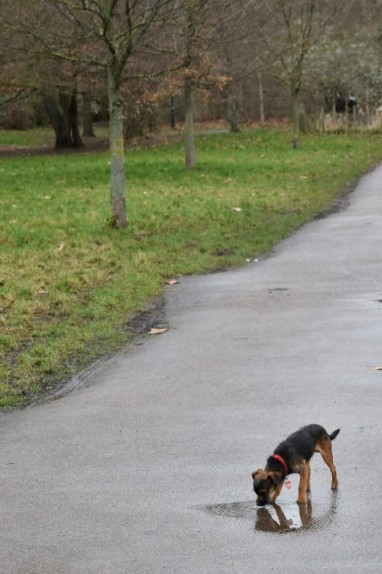 Mejores fuentes de agua para perros: guía de compra 2026