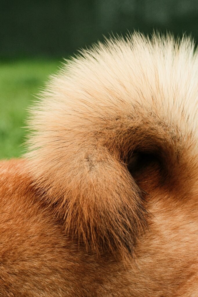 ¿Por qué los perros mueven la cola? Lo que significa cada movimiento