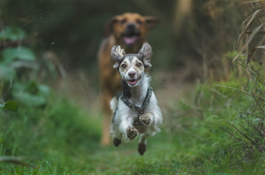 Persona practicando canicross corriendo junto a su perro