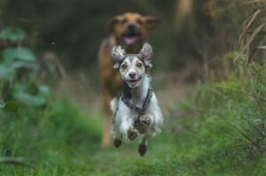 Persona practicando canicross corriendo junto a su perro