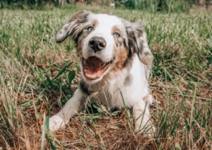Perro feliz tumbado en la hierba