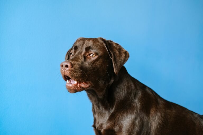 Perro ladeando la cabeza con curiosidad mientras escucha a su dueño