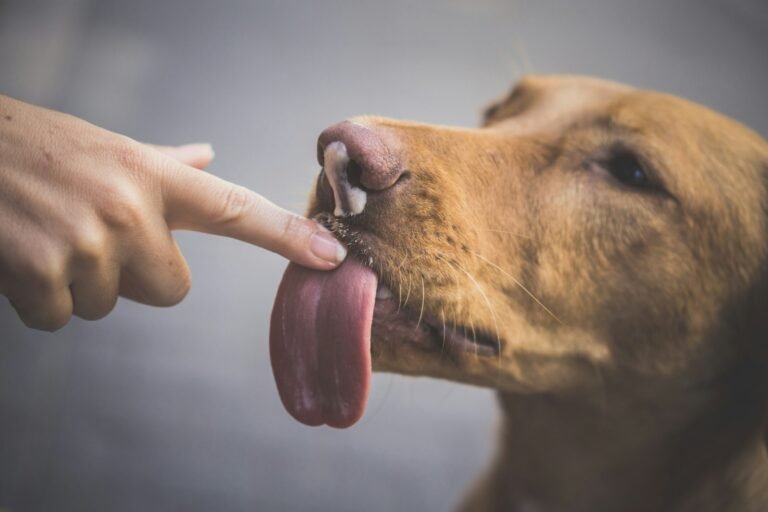 Perro lamiendo el dedo de una persona, curiosidad sobre por que los perros lamen