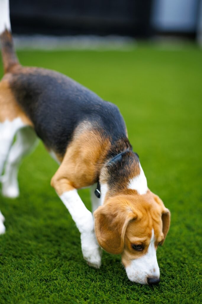 Beagle olfateando el cesped al aire libre