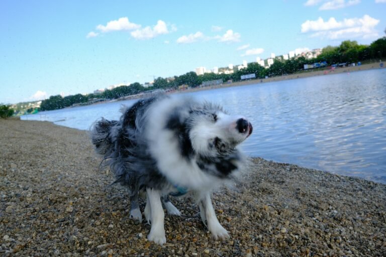 ¿Por qué los perros se sacuden al mojarse? La física detrás de este gesto