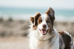 Mejores piensos para perros senior (mayores de 7 años): guía de compra 2026
