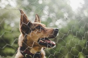 Perro tras valla en jardín