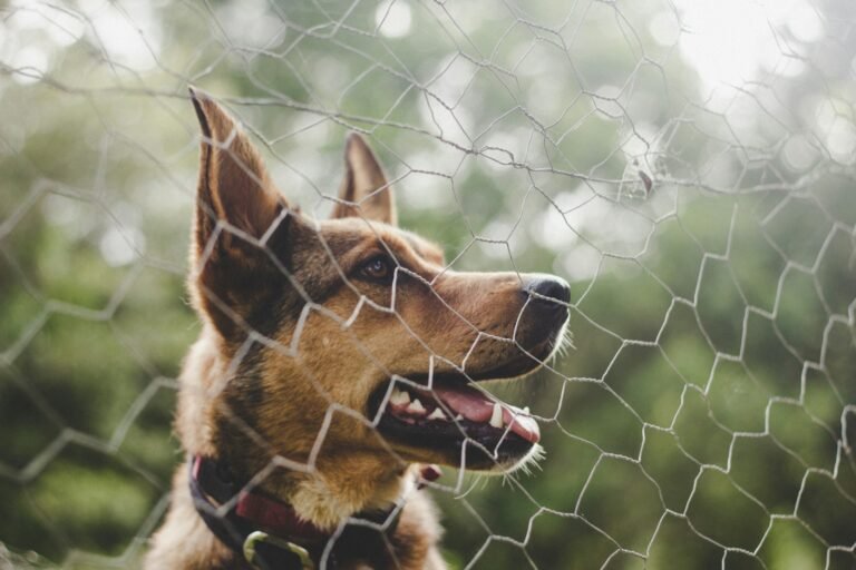 Perro tras valla en jardín