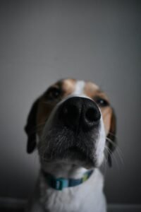 Primer plano de la nariz húmeda de un perro