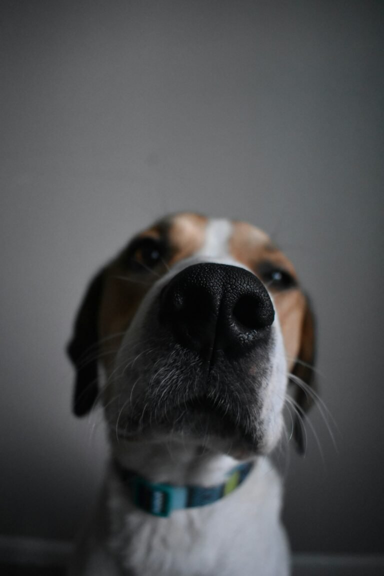 Primer plano de la nariz húmeda de un perro